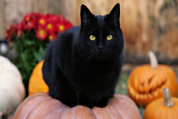 Gato negro sobre una calabaza
