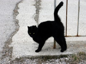 Gato negro callejero con ojos verdes