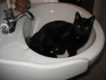 Un gato negro en el lavabo