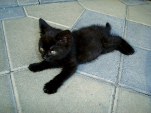 Gatito negro en el suelo