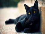 Ojos color miel del gato negro
