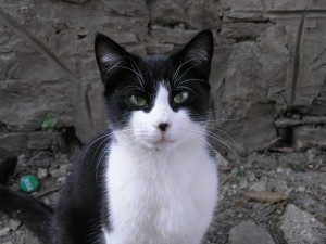Precioso gato blanco y negro