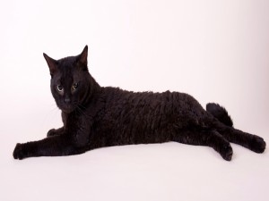 Gato negro estirado en el suelo