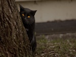 Gato negro vigilando