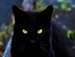 Mirada penetrante de un gato negro