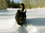 Gato negro caminando en la blanca nieve