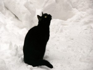 Un gato negro sentado en la nieve