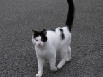 Gato blanco y negro en la calle