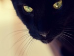 La cara de un bonito gato negro