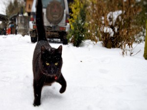 Gato con cascabel rojo, de paseo por una calle nevada