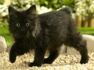 Postal: Gatito negro en las piedras