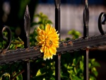 Flor amarilla embelleciendo la cerca