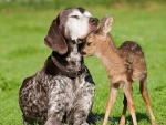Lindo cachorro cariñoso junto a un venado bebé