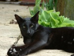Gato negro tumbado junto a las plantas