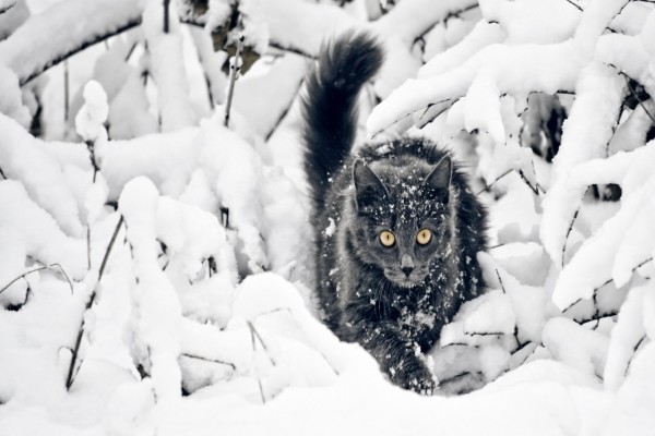 Precioso gato entre las ramas nevadas
