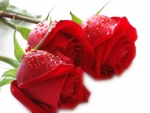 Tres preciosas rosas rojas
