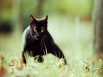 Gato negro observando con atención