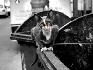 Foto a un gato callejero