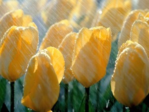 Postal: Lluvia sobre los tulipanes