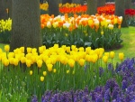 Jardín con tulipanes y árboles