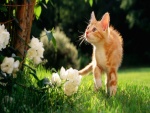 Un gato curioso en el jardín
