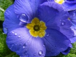 Una gran flor con gotas de agua