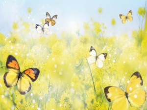 Postal: Mariposas y flores