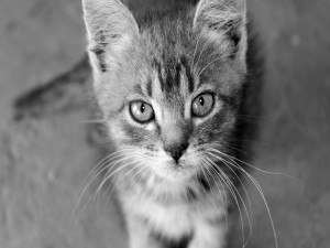 Gatito en blanco y negro