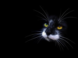 La cara de un gato negro con el bigote blanco