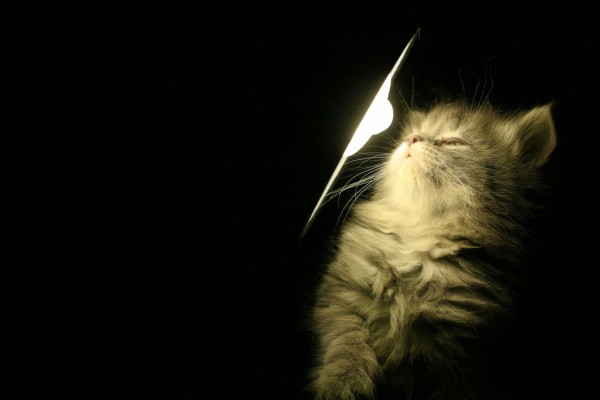Gatito junto a la luz