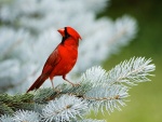 Un pájaro rojo sobre la rama