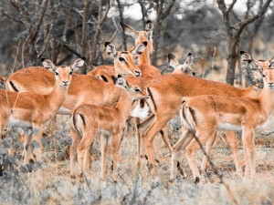 Postal: Manada de impalas