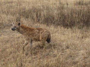 Una hiena solitaria