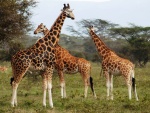 Preciosas jirafas en su hábitat