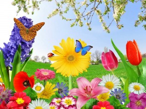 Postal: Mariposas entre flores de varios colores