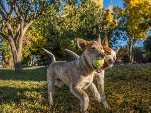 Postal: Perros jugando con una pelota de tenis