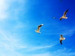 Gaviotas volando en el cielo azul