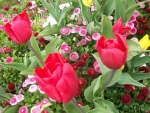 Tulipanes y flores