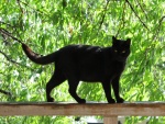 Precioso gato negro sobre la barandilla de madera
