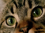 Los ojos y nariz de un gato