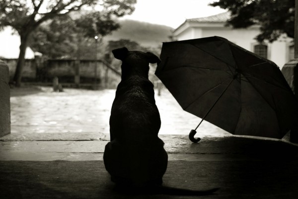 Perro junto a un paraguas