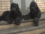 Dos terrier ruso negro, tumbados en las escaleras