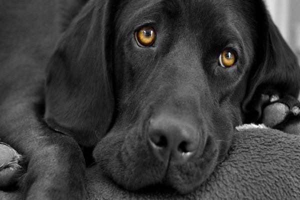 Ojos tristes de un perro labrador