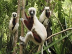 Primates divertidos en los árboles