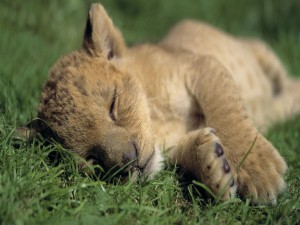 Cachorro de león dormido