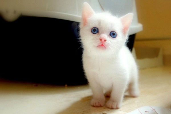 Un lindo gatito blanco
