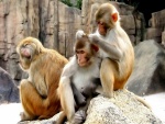 Monos entretenidos