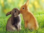 Pequeños conejos dándose un beso