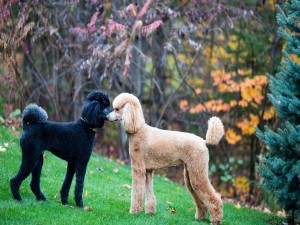 Postal: Perros poodle, uno color blanco y otro negro