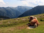 Un caballo sentado en la hierba, cerca de las montañas